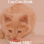 Can Cats Drink Almond milk?