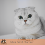 Featured Silver British shorthair