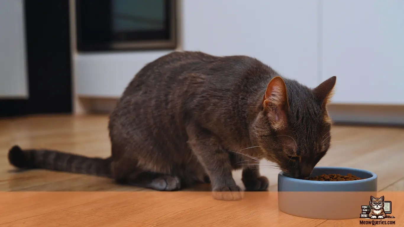 Cat eating cat food