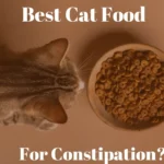 Best Cat Food Featured image