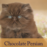 chocolate persian