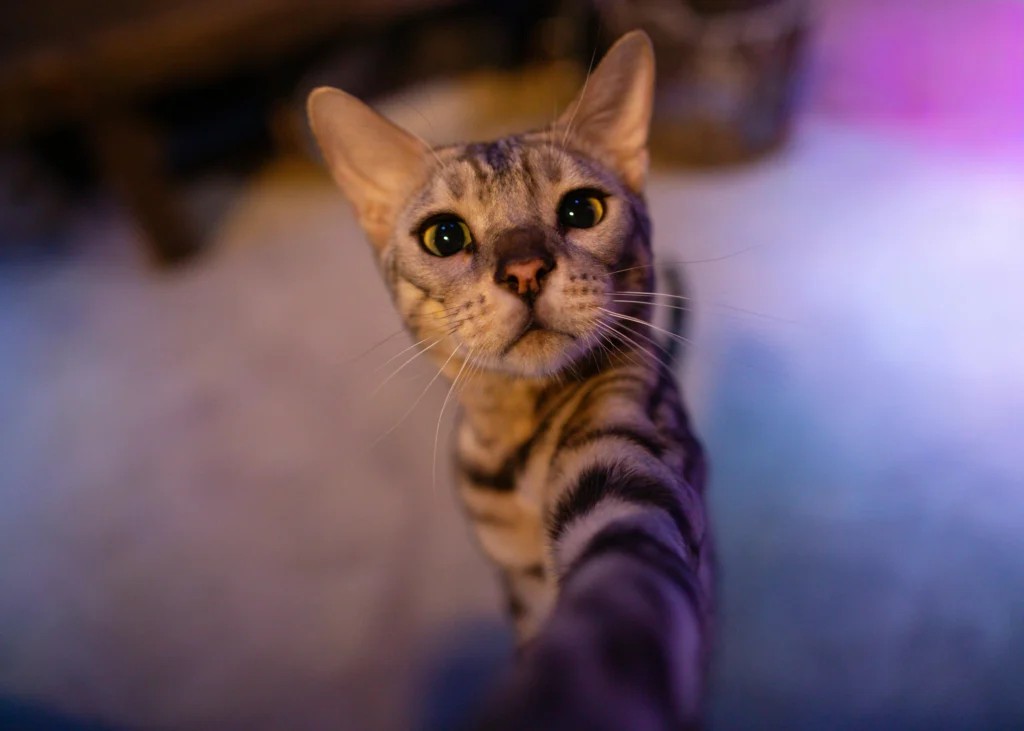 Silver Bengal Cat