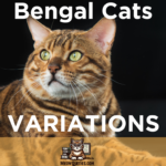 Bengal Cat Variations