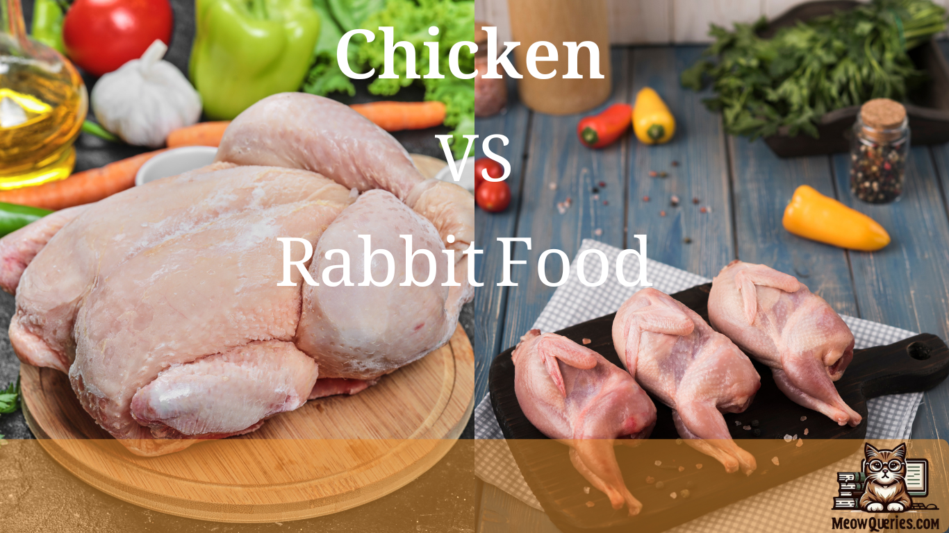 Chicken Food Vs Cat Food