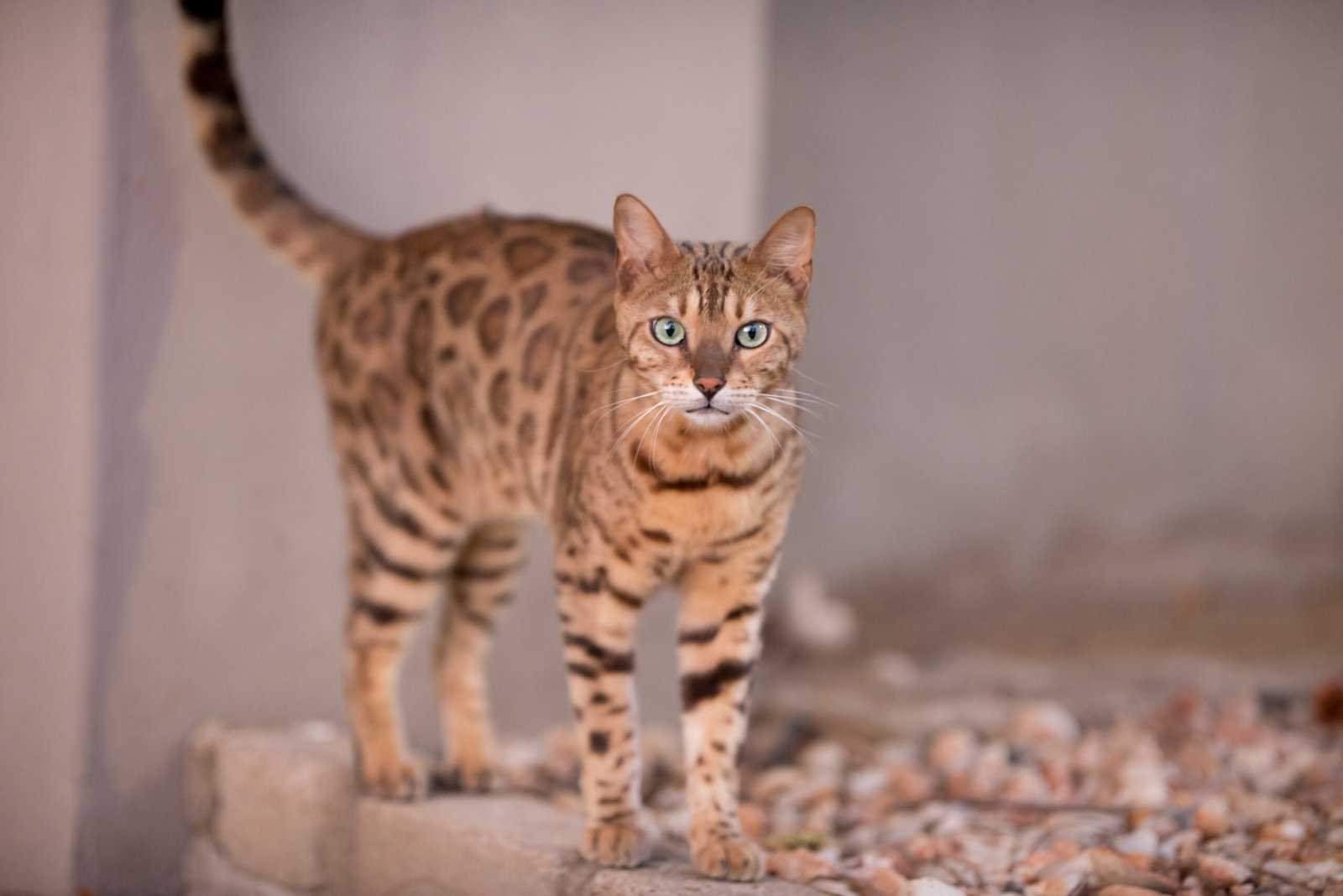 Bengal Cat