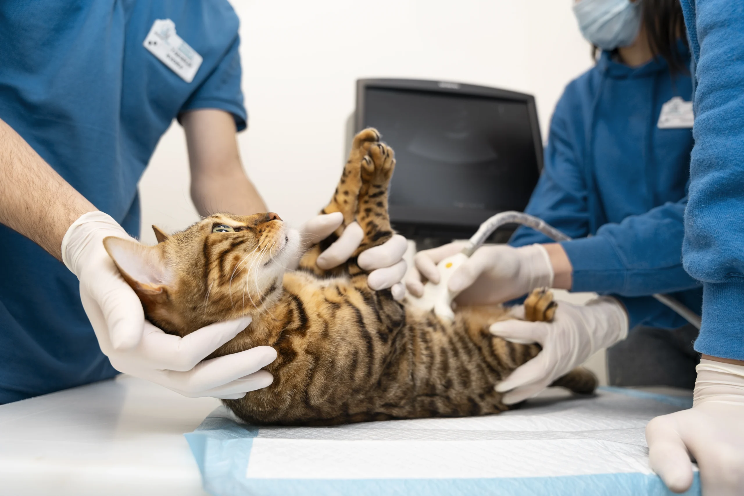 Cat spay and neutering 