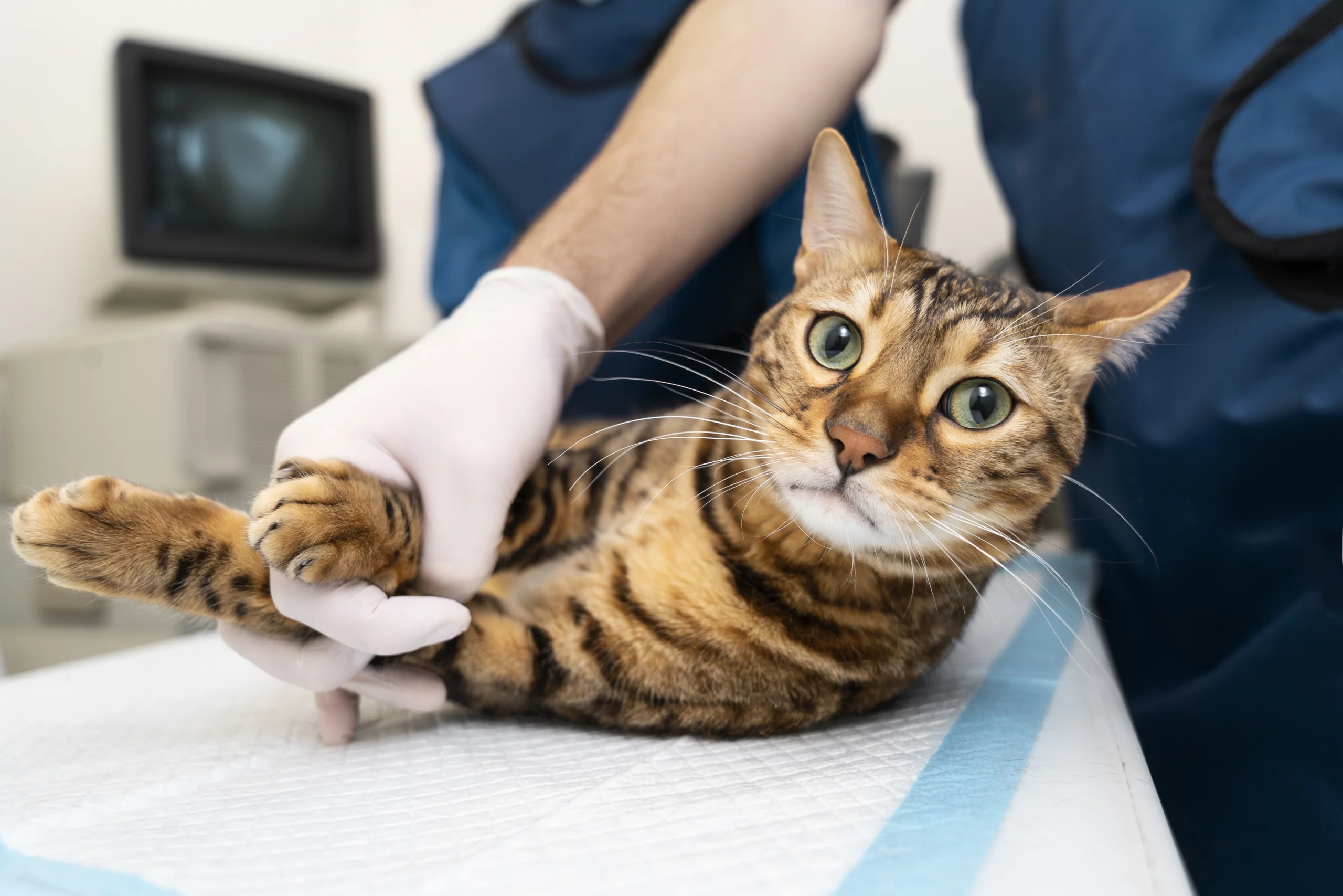 Cat spay and neutering 