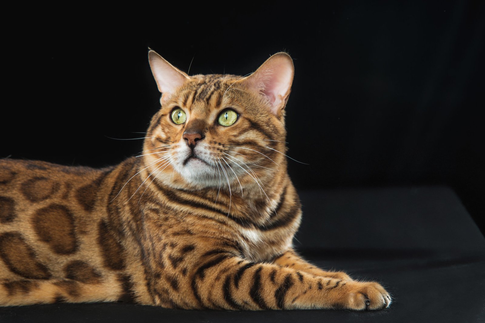 Bengal Cat