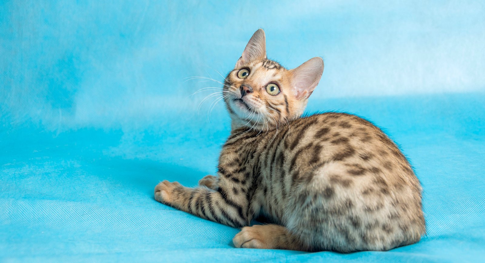 Bengal Kitten