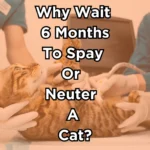 Cat spay and neutering