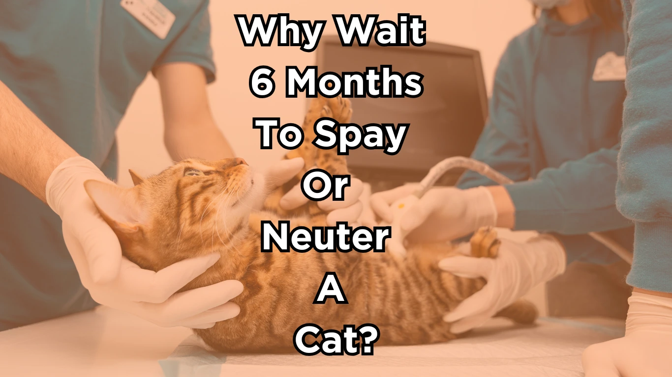 Cat spay and neutering